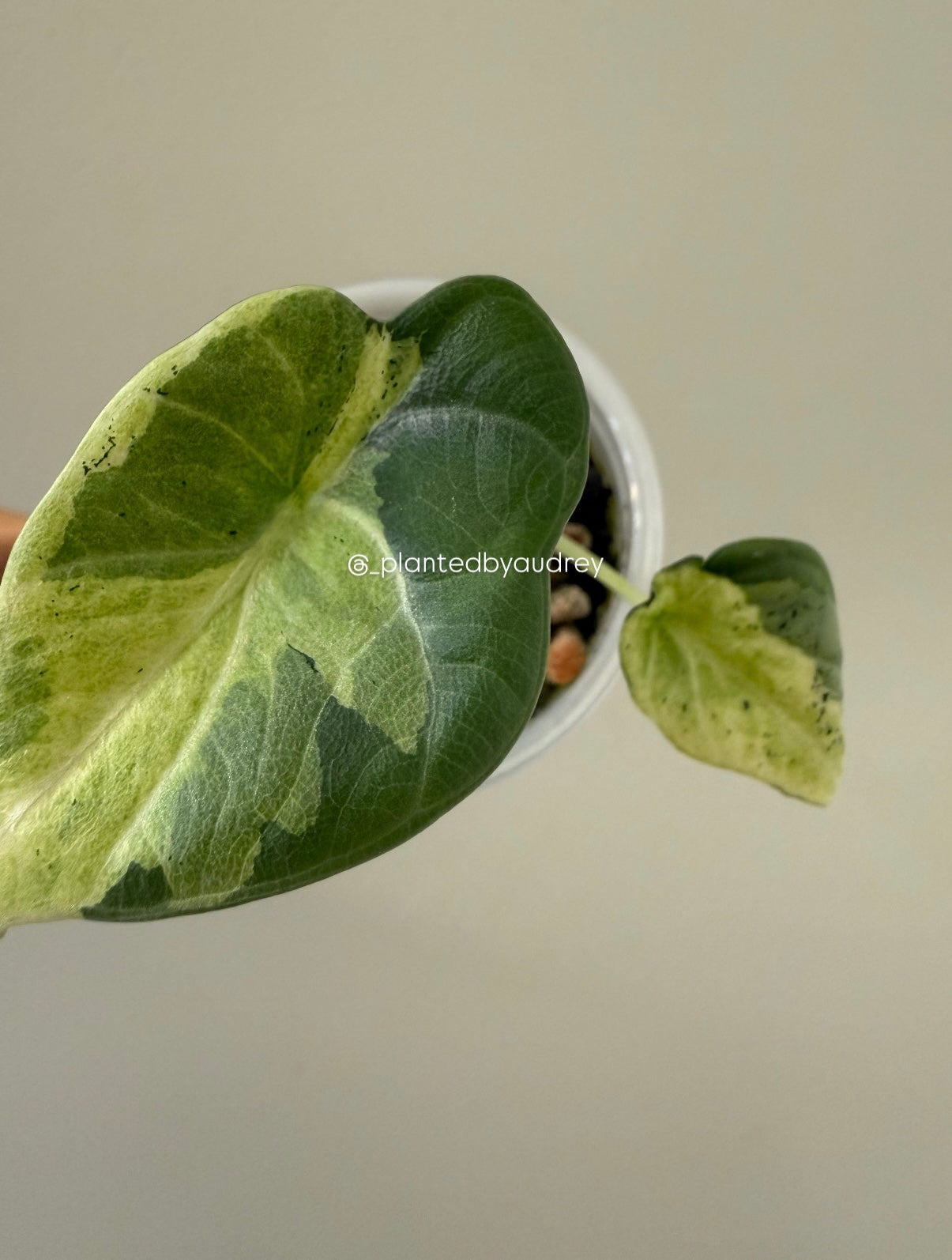 Alocasia Maharani Lava | #ML1
