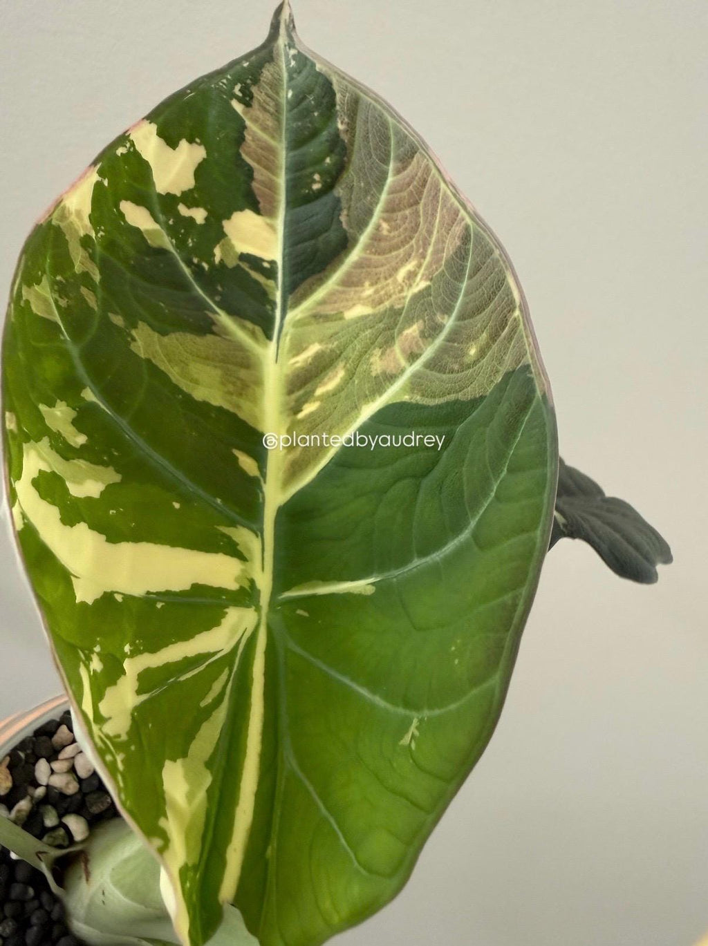 Alocasia Maharani Albo | #MA1