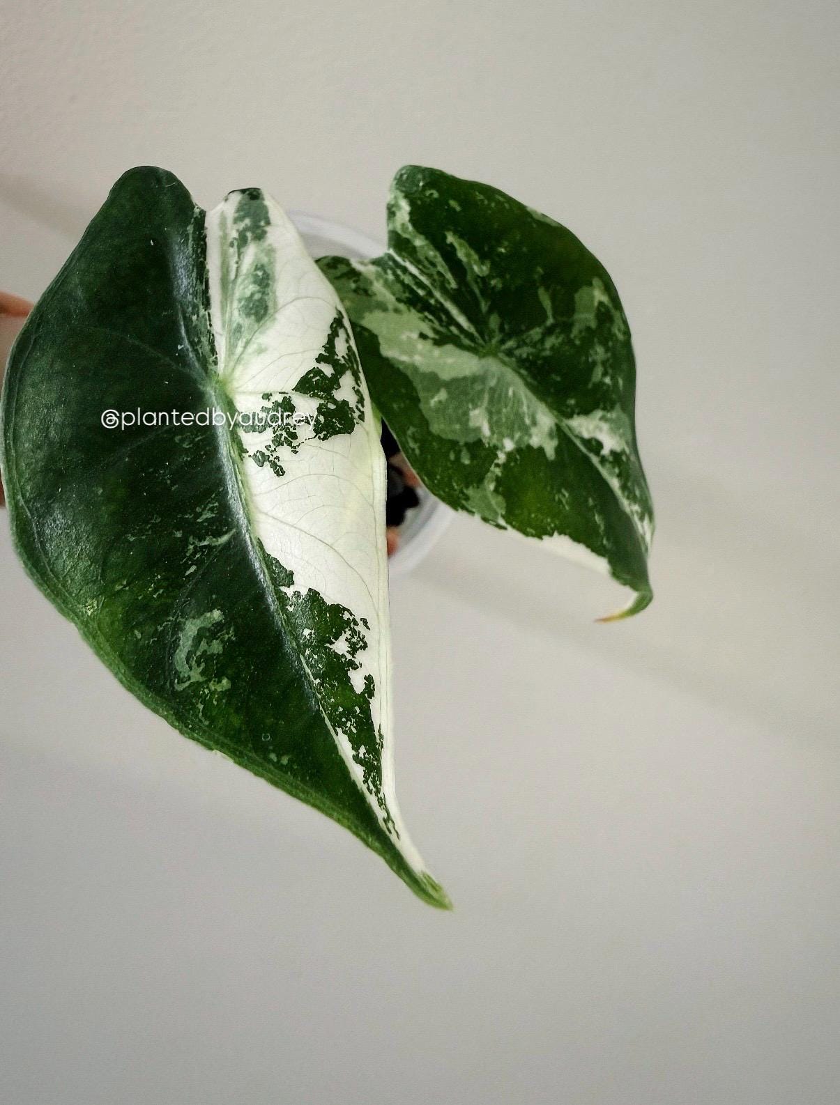 Alocasia Pink Dragon Albo | #PD3