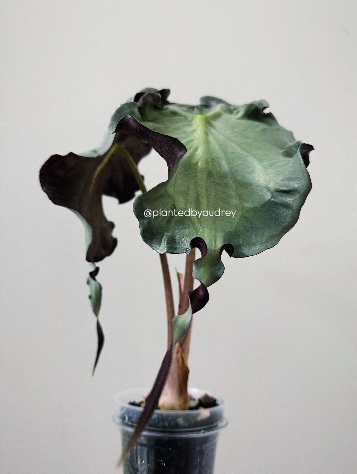 Alocasia Venom Plant | #V4