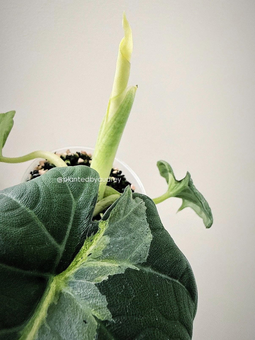 Alocasia Maharani Lava | #ML4