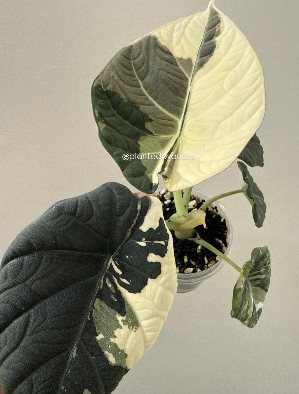 Alocasia Maharani Albo | #MA1