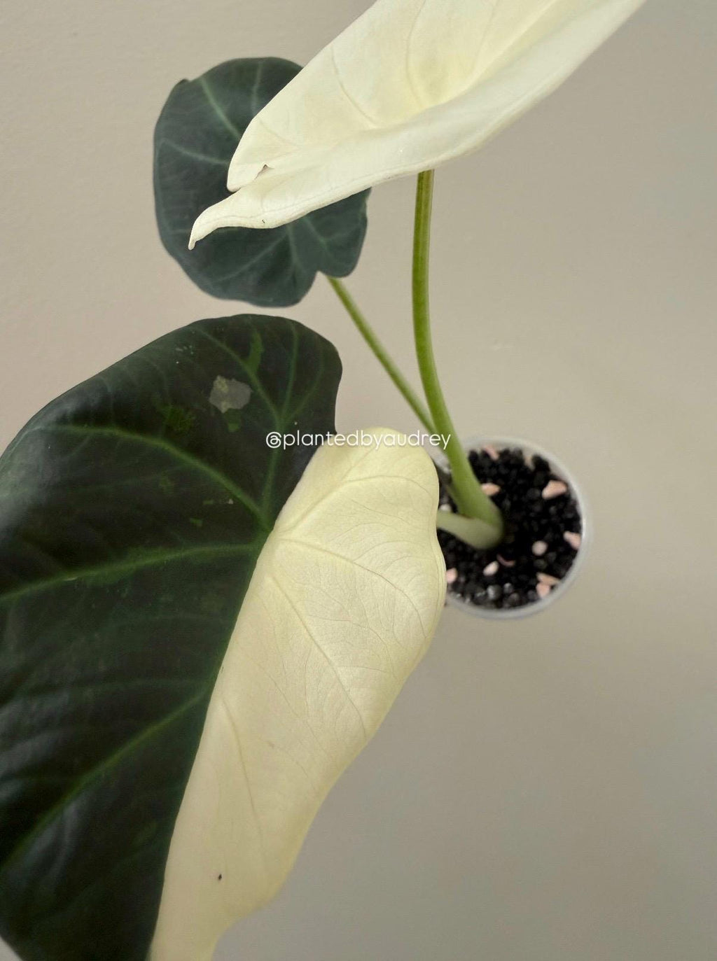 Alocasia Regal Shield Albo | #RSAL1
