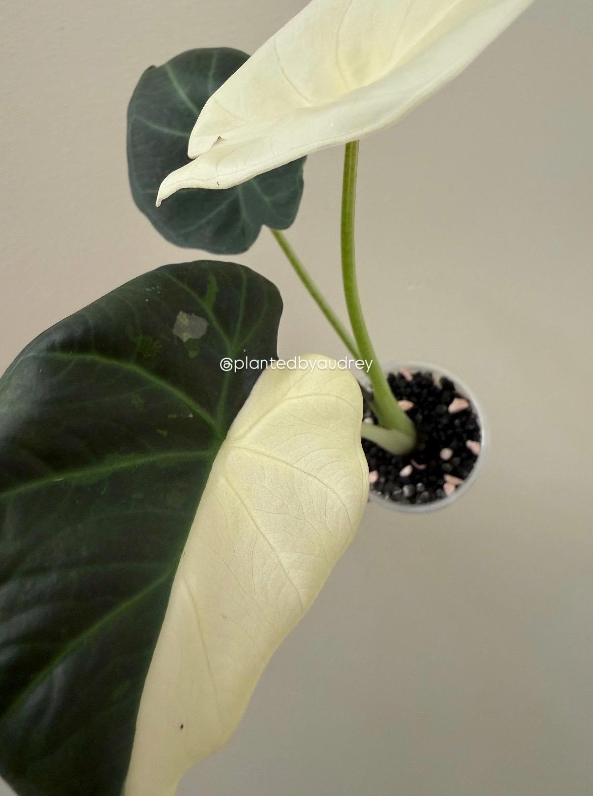 Alocasia Regal Shield Albo | #RSAL1