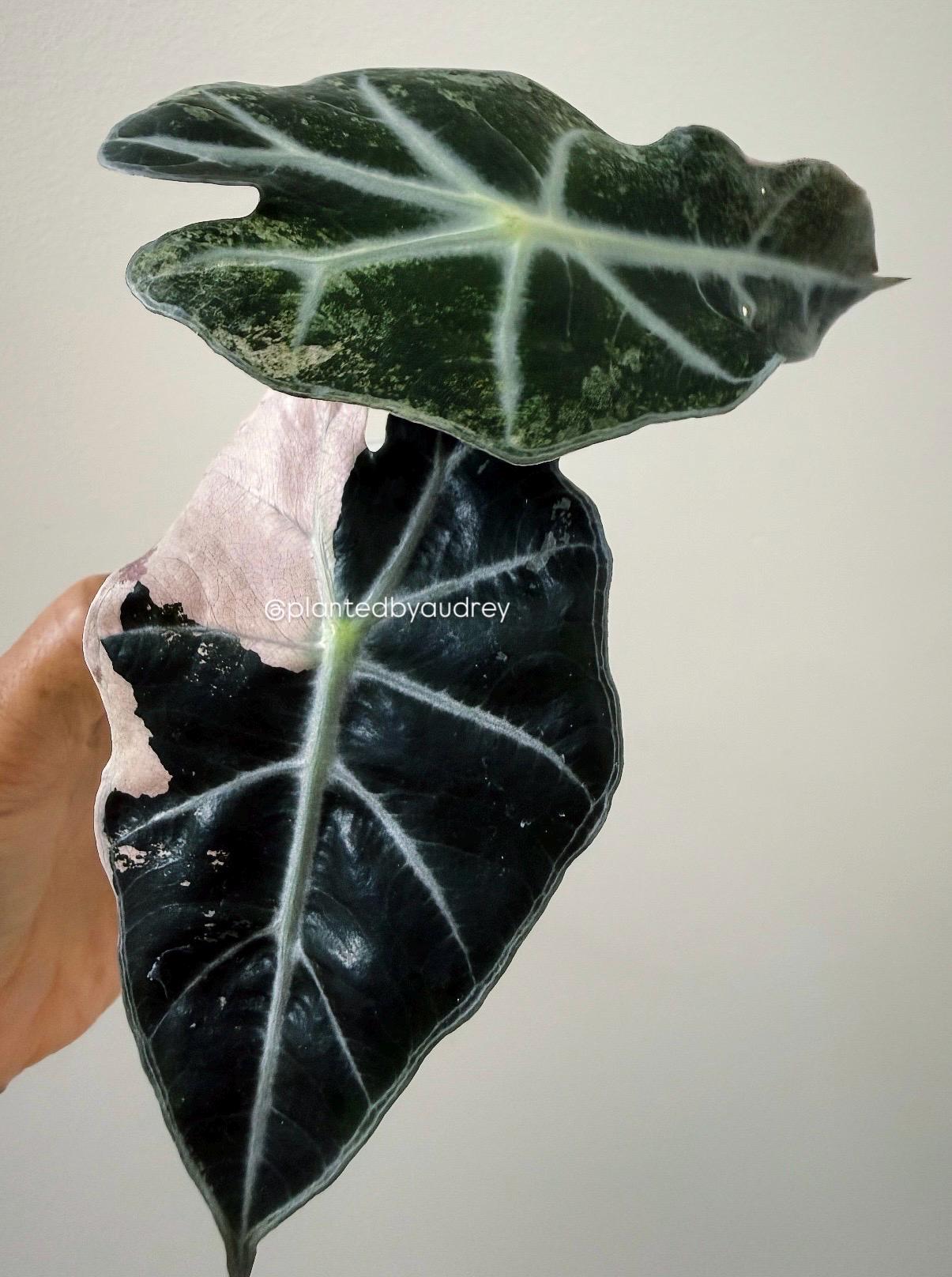 Alocasia Polly Pink | #VPP2