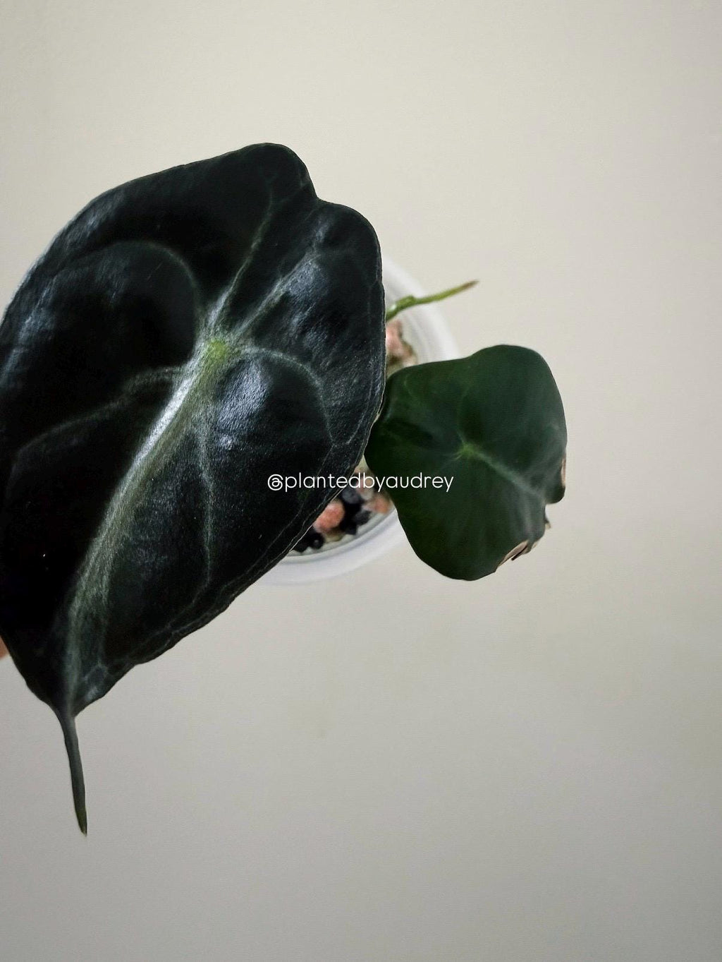 Alocasia Venom Plant | #V7