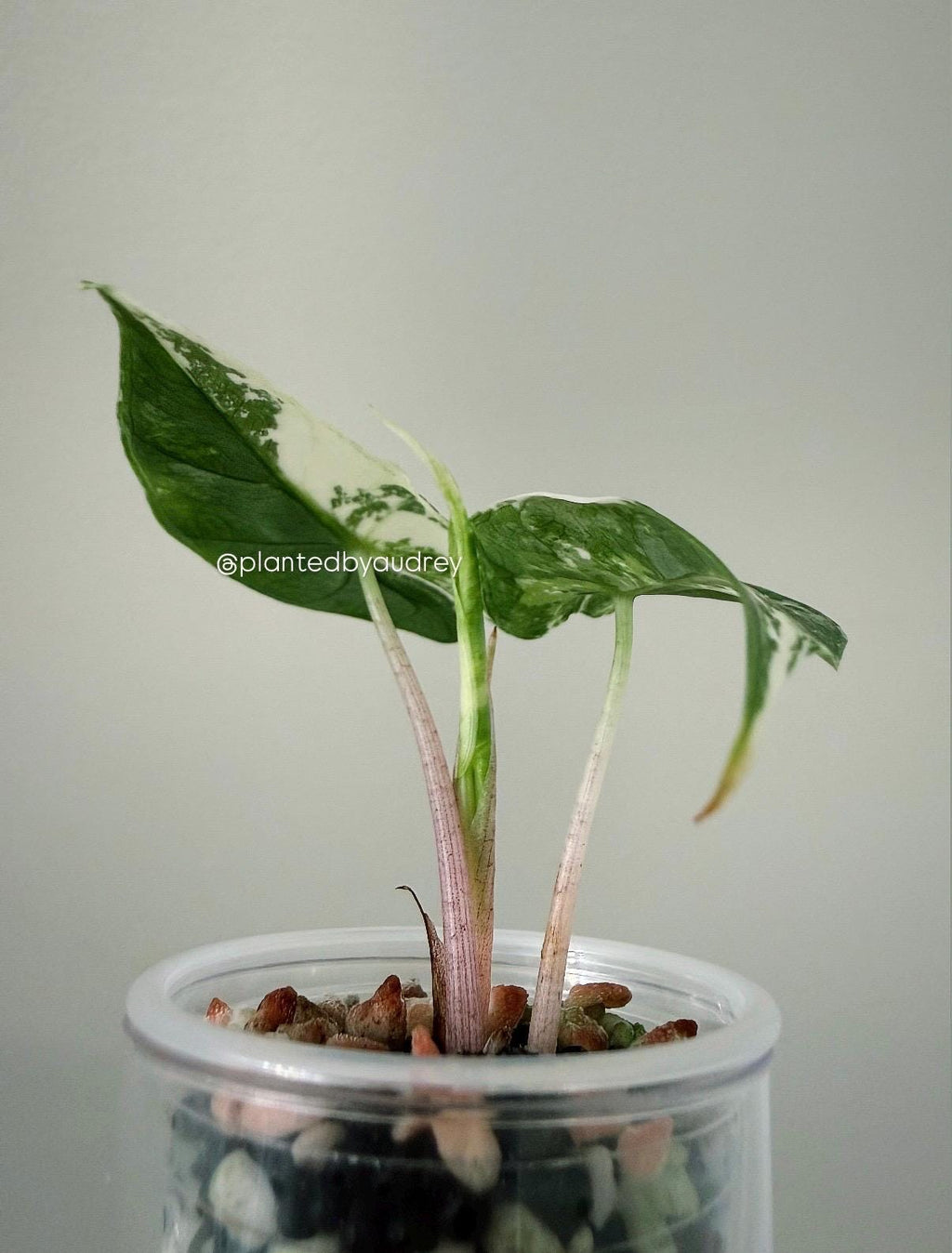 Alocasia Pink Dragon Albo | #PD3