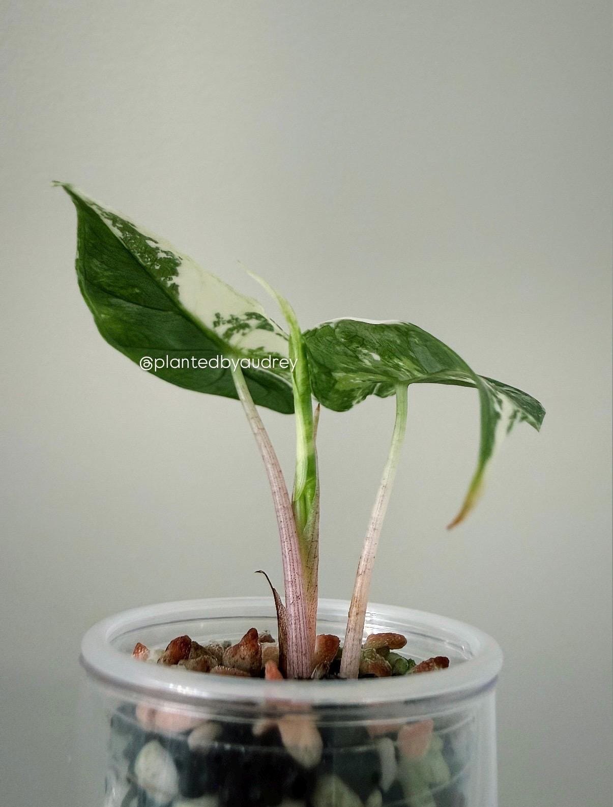 Alocasia Pink Dragon Albo | #PD3