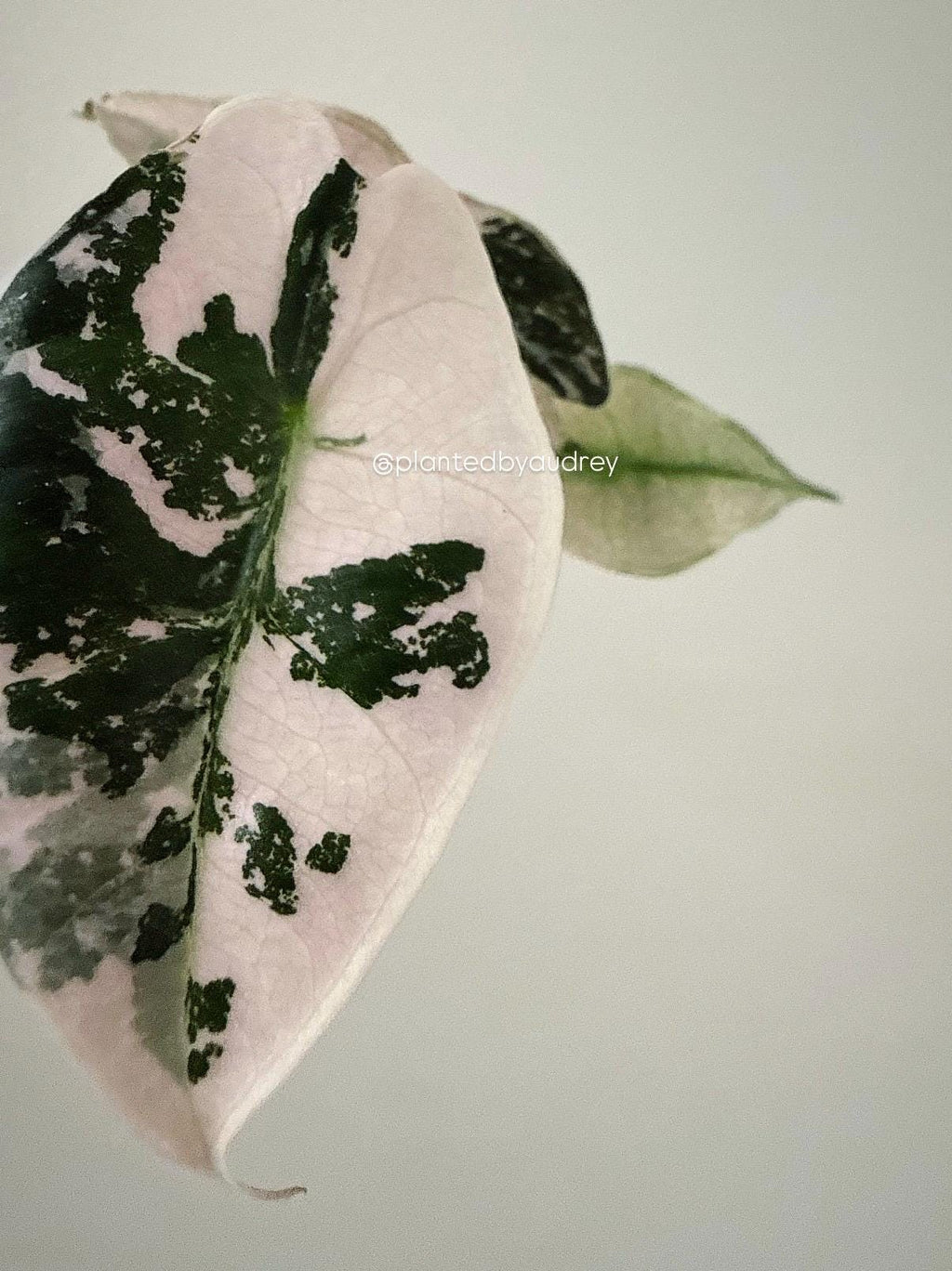 Alocasia Polly Pink | #VPP3