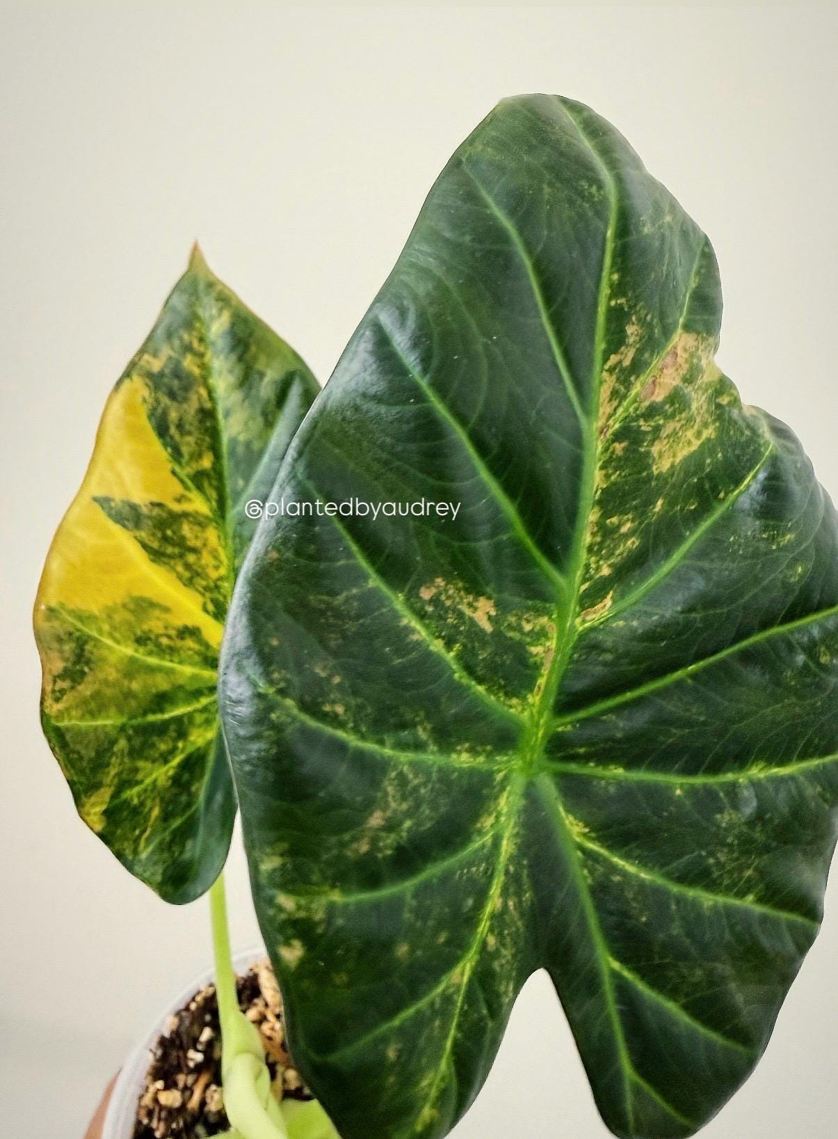 Alocasia Regal Shield Aurea | #RSAU1