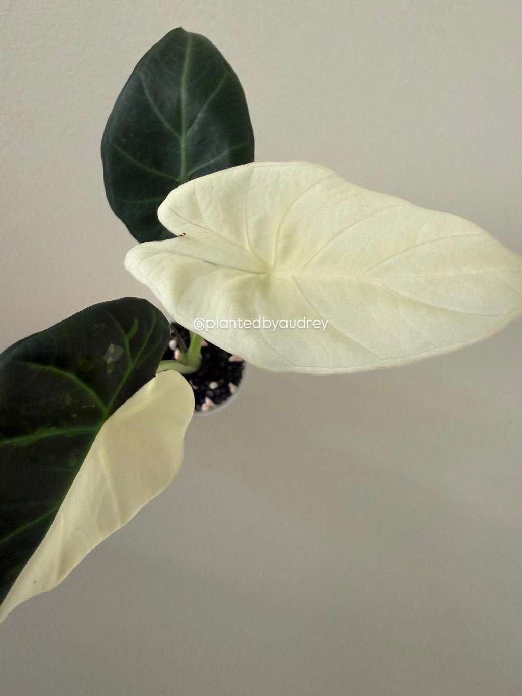 Alocasia Regal Shield Albo | #RSAL1