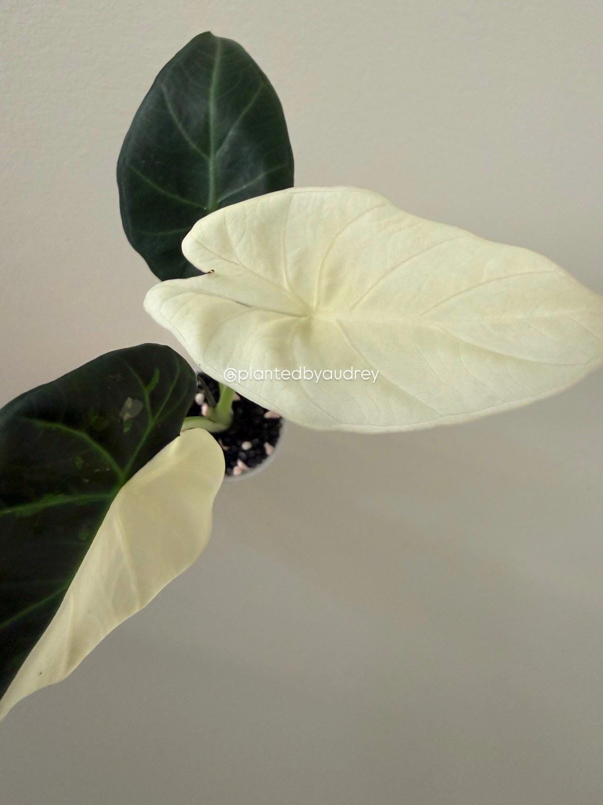 Alocasia Regal Shield Albo | #RSAL1