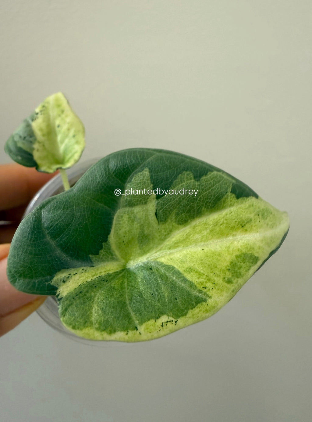 Alocasia Maharani Lava | #ML1
