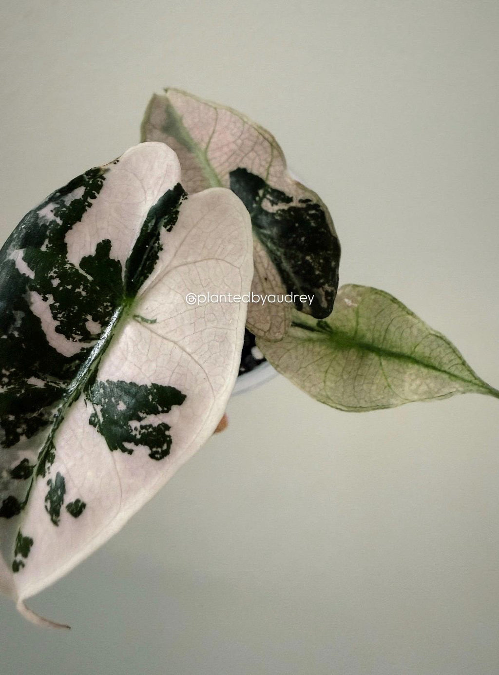 Alocasia Polly Pink | #VPP3
