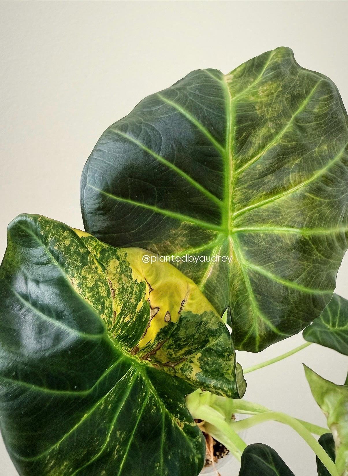 Alocasia Regal Shield Aurea | #RSAU1