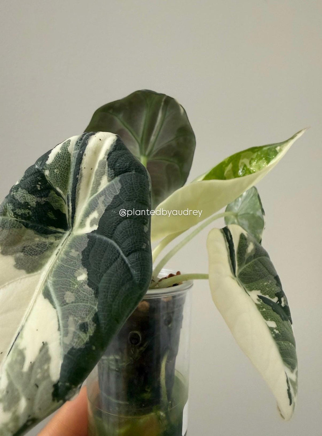 Alocasia Maharani Albo | #MA2