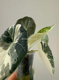 Alocasia Maharani Albo | #MA2
