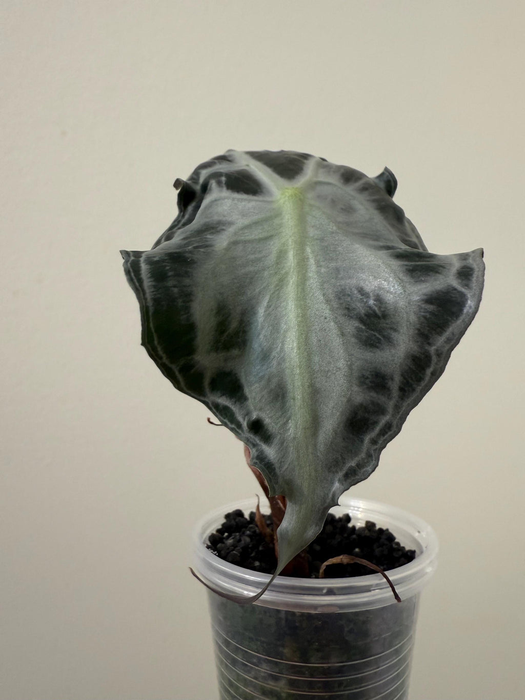 Alocasia Venom Plant | #V1-V3
