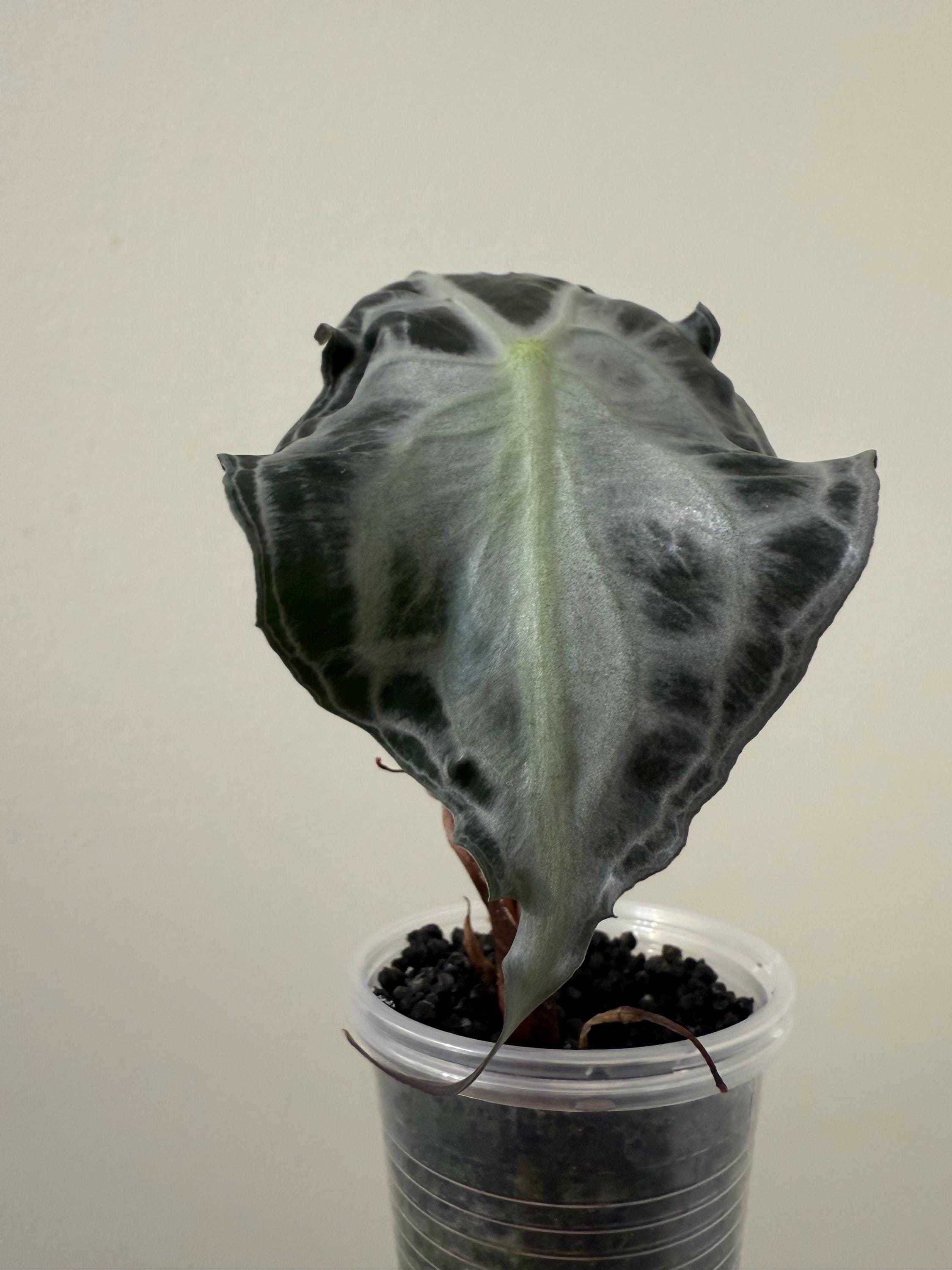 Alocasia Venom Plant | #V1-V3