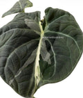 Alocasia Maharani Lava | #ML6