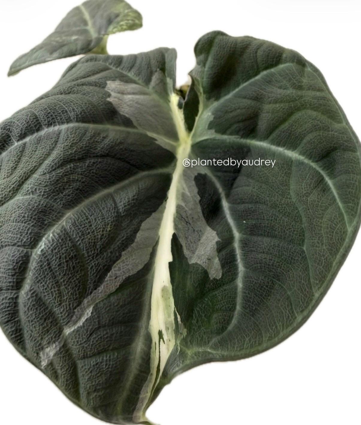 Alocasia Maharani Lava | #ML6