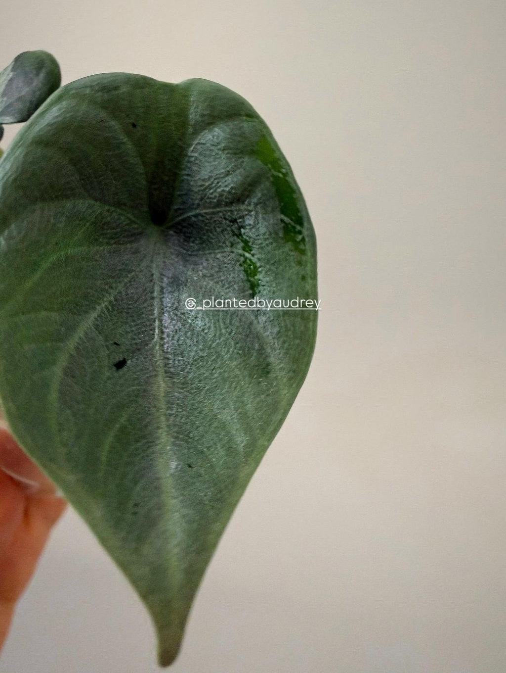 Alocasia Maharani Lava | #ML5