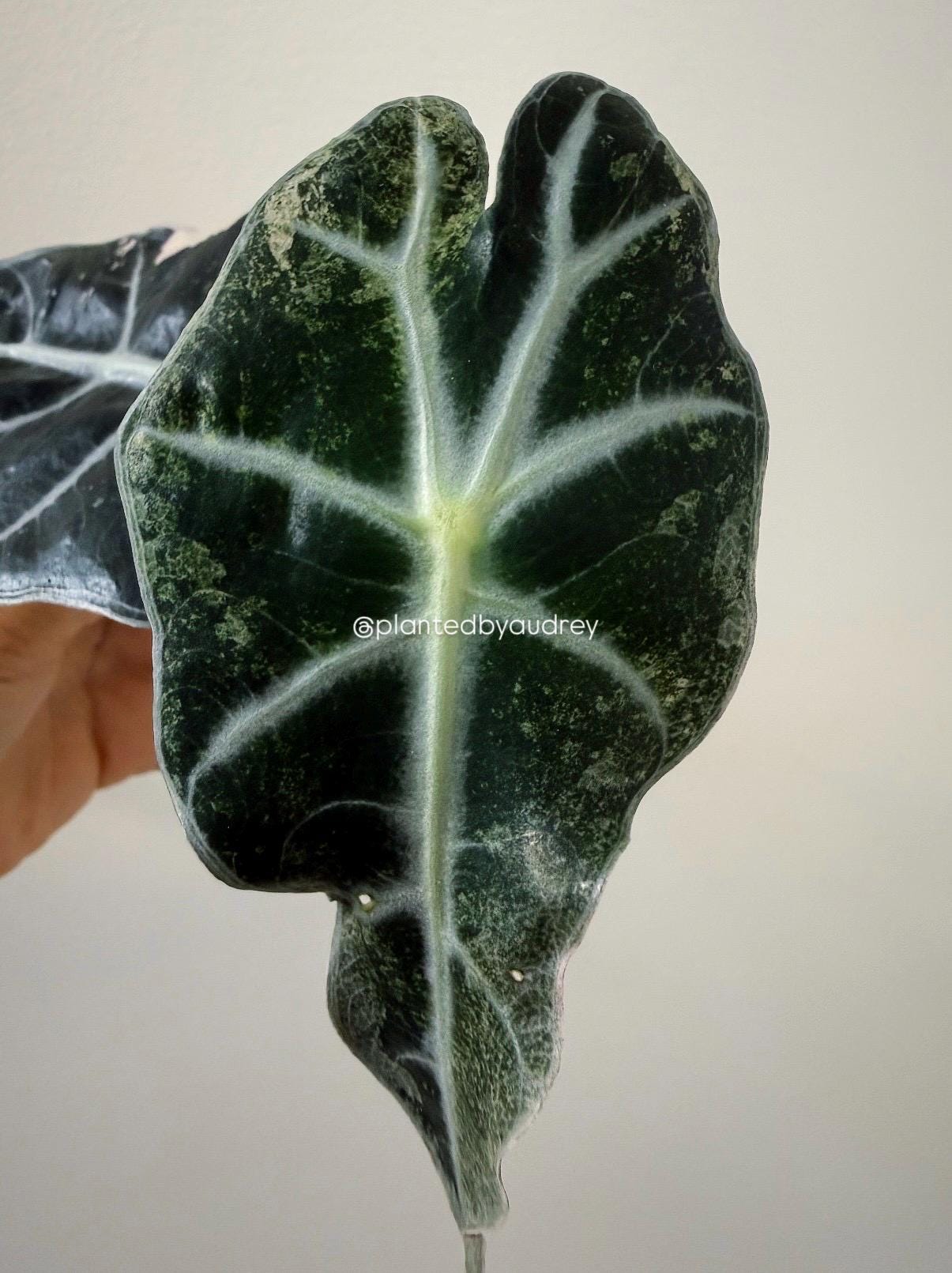 Alocasia Polly Pink | #VPP2