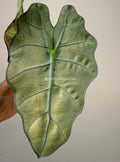 Alocasia Polly | #VP2