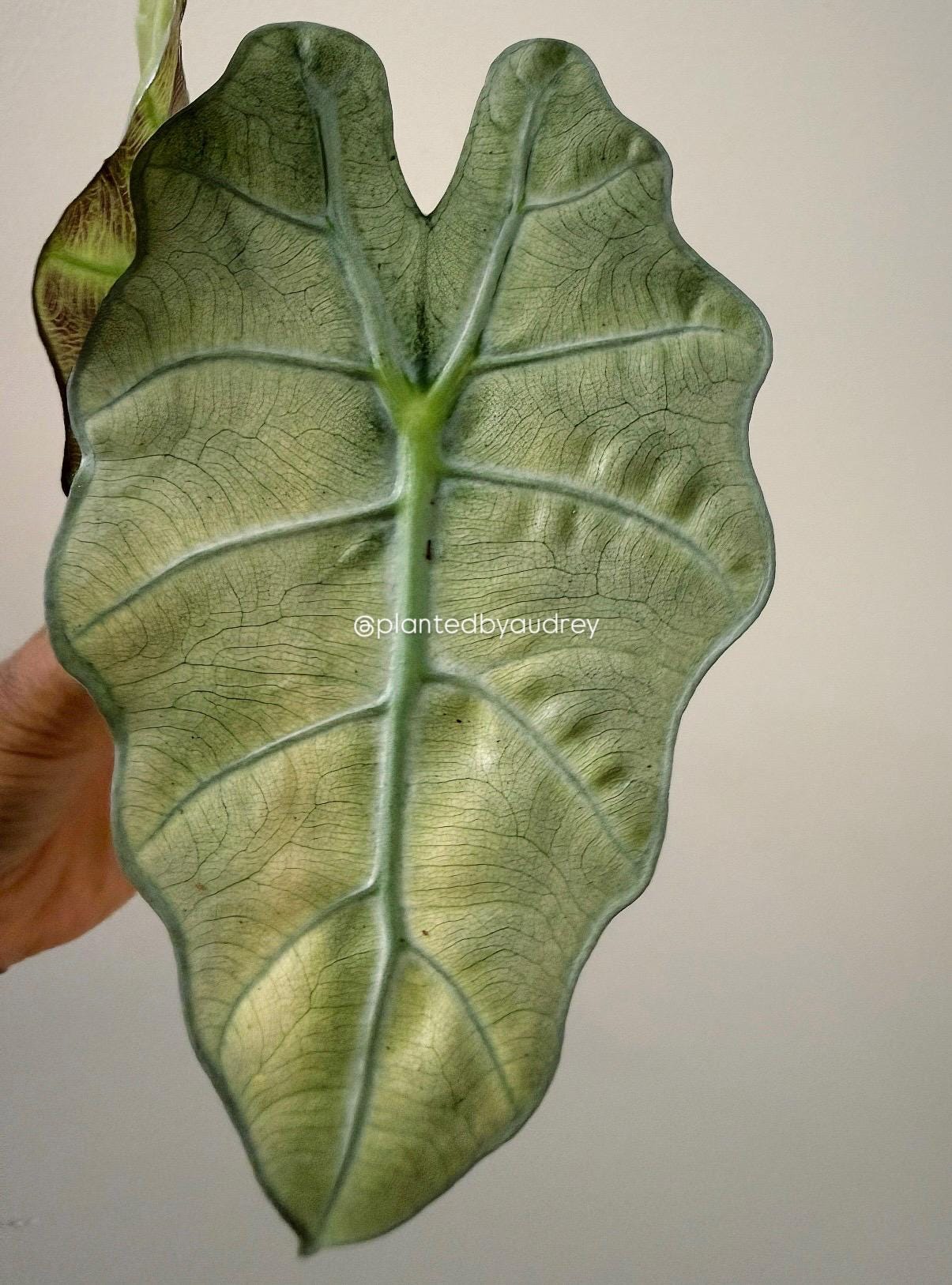 Alocasia Polly | #VP2