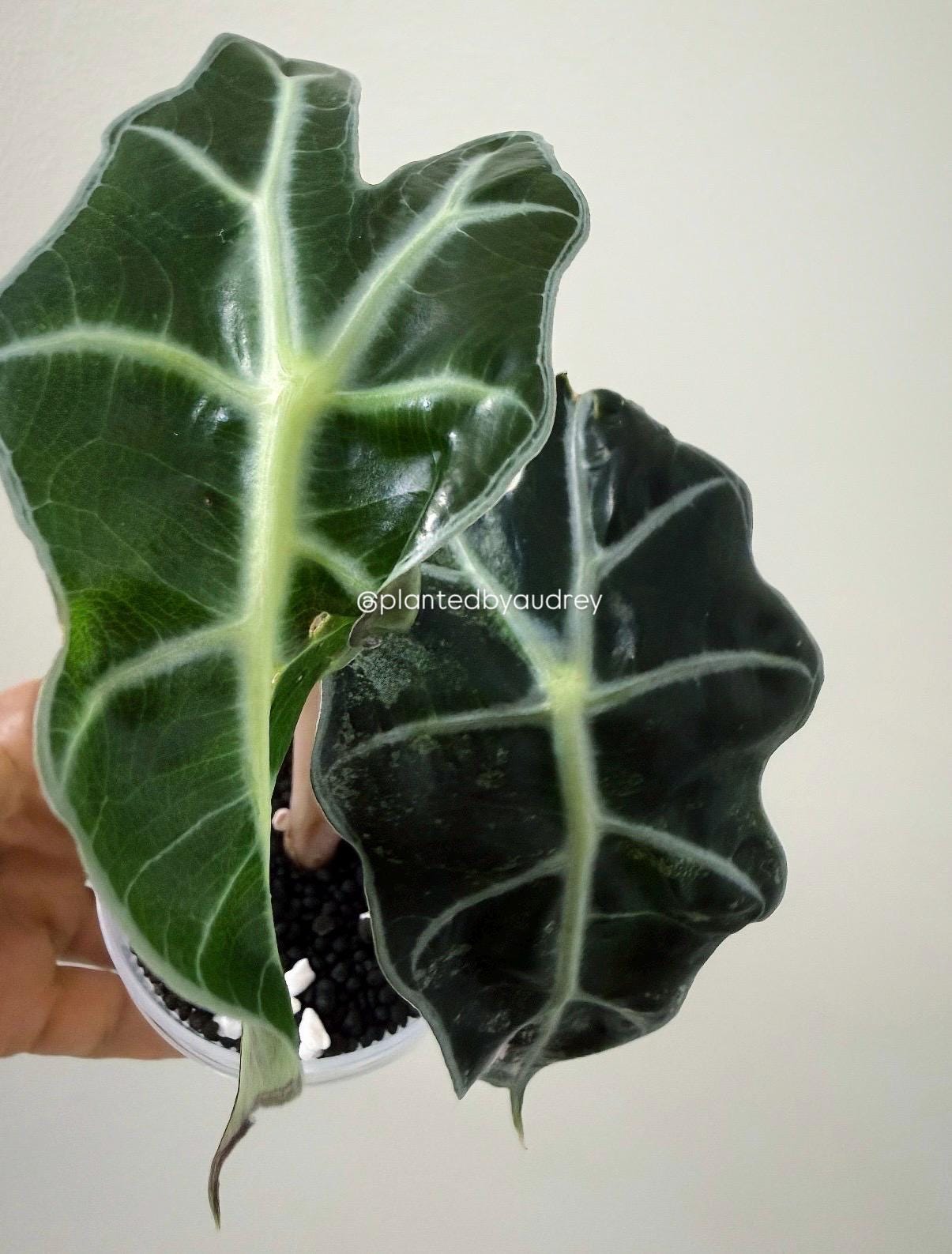 Alocasia Polly Pink | #VPP1