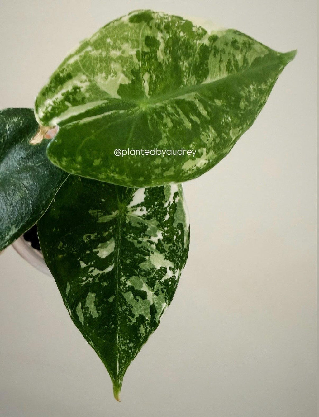 Alocasia Pink Dragon Albo | #PD4