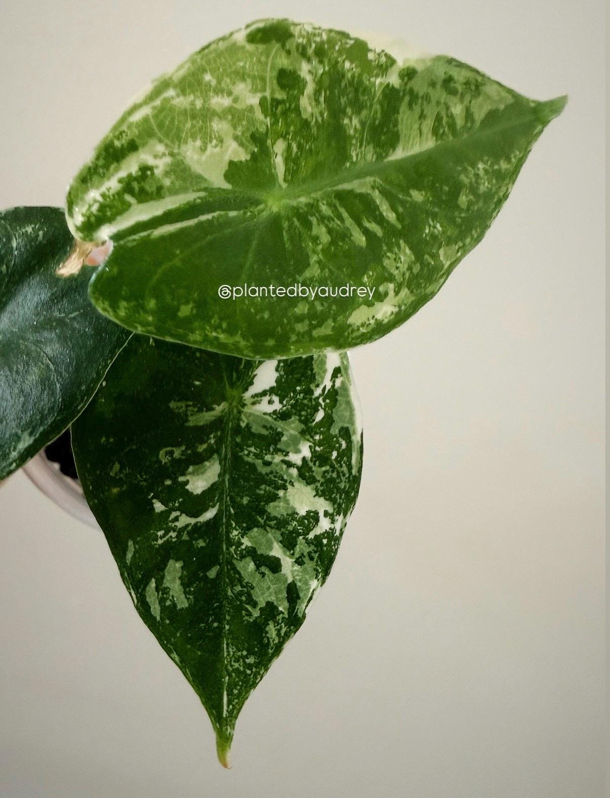 Alocasia Pink Dragon Albo | #PD4