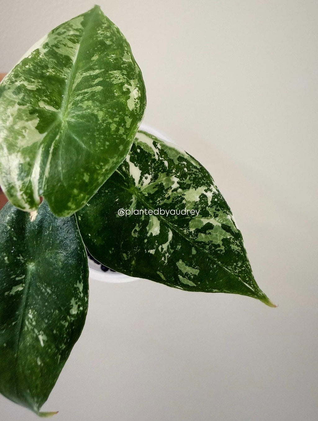 Alocasia Pink Dragon Albo | #PD4