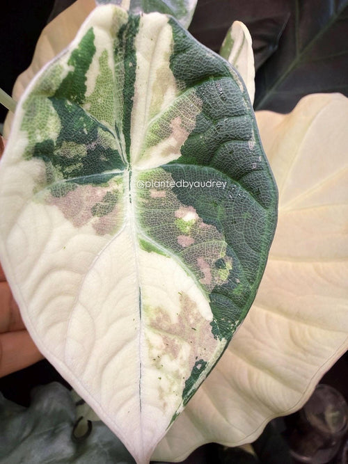 Alocasia Maharani Albo | #MA2