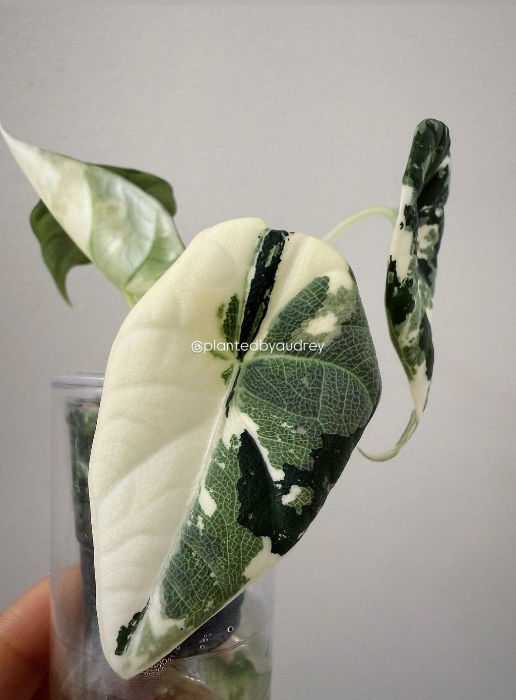 Alocasia Maharani Albo | #MA2