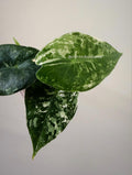 Alocasia Pink Dragon Albo | #PD4