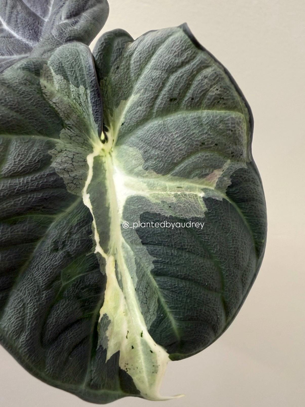Alocasia Maharani Lava | #ML3