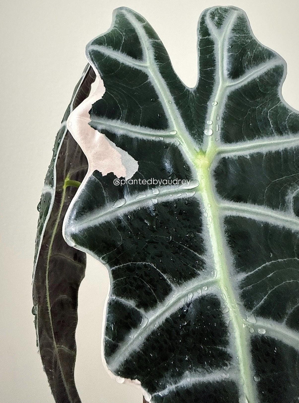 Alocasia True Amazonica Pink | #AP1