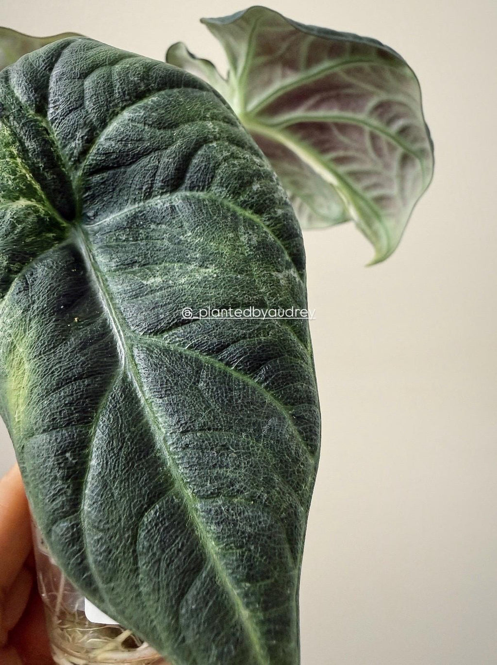 Alocasia Maharani Lava | #ML6