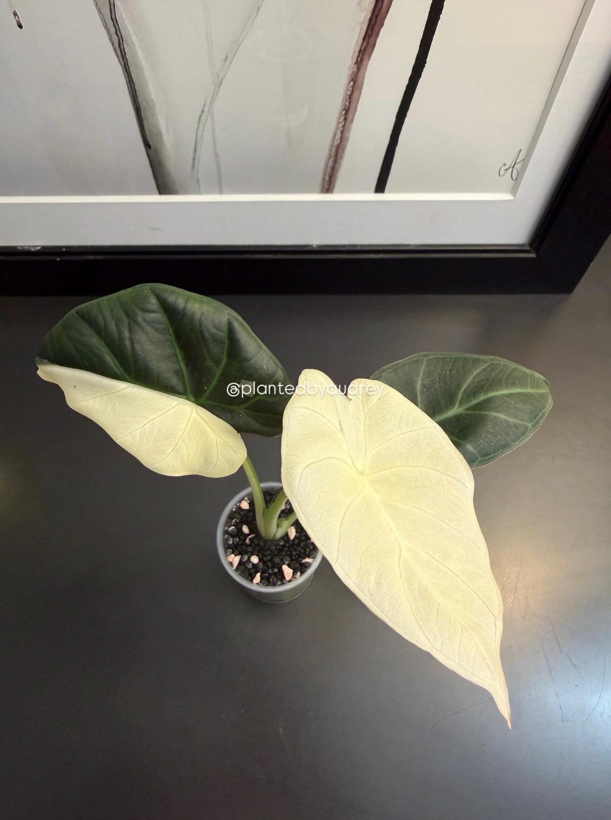 Alocasia Regal Shield Albo | #RSAL1