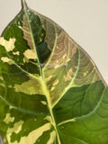 Alocasia Maharani Albo | #MA1