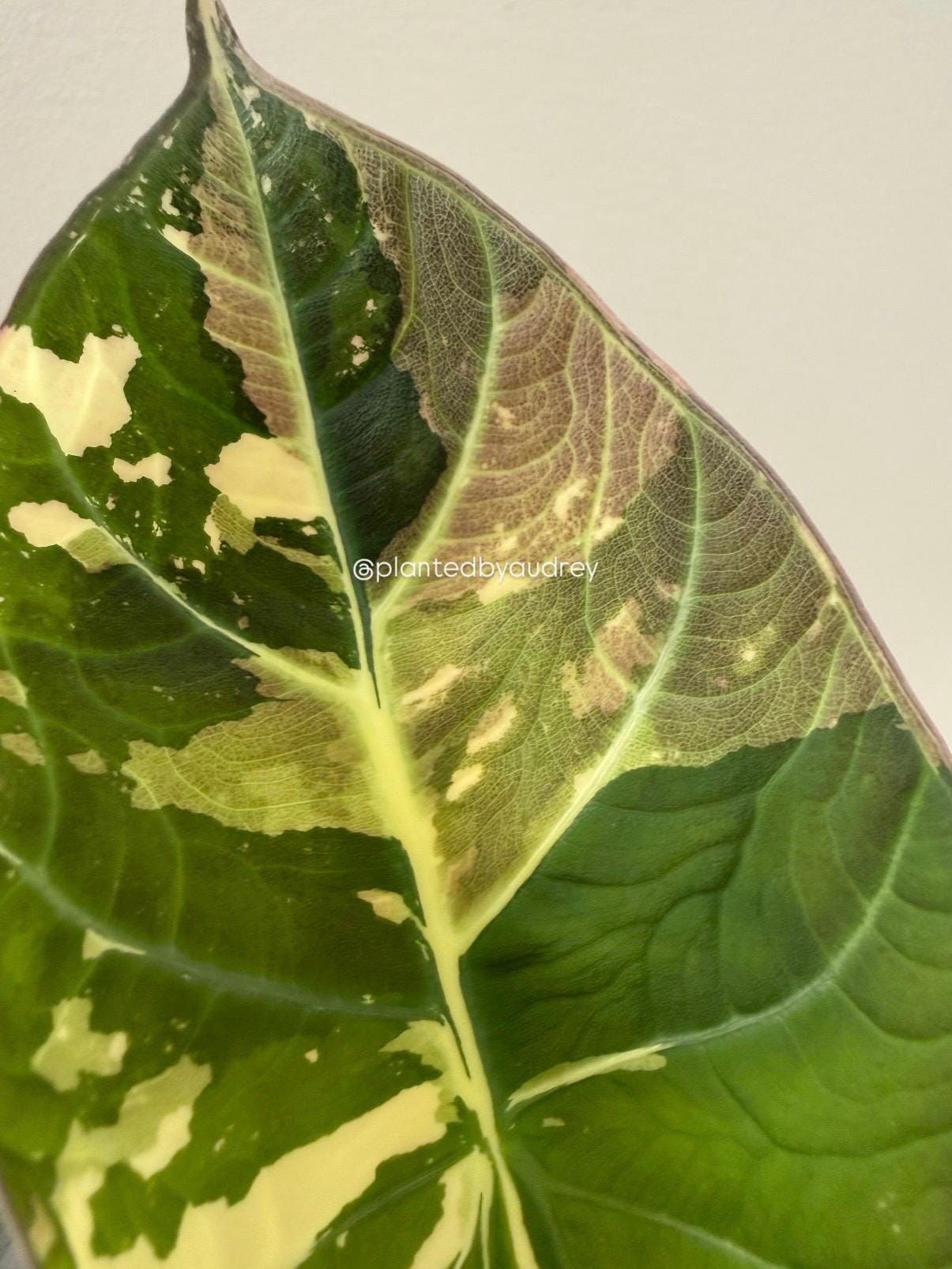 Alocasia Maharani Albo | #MA1