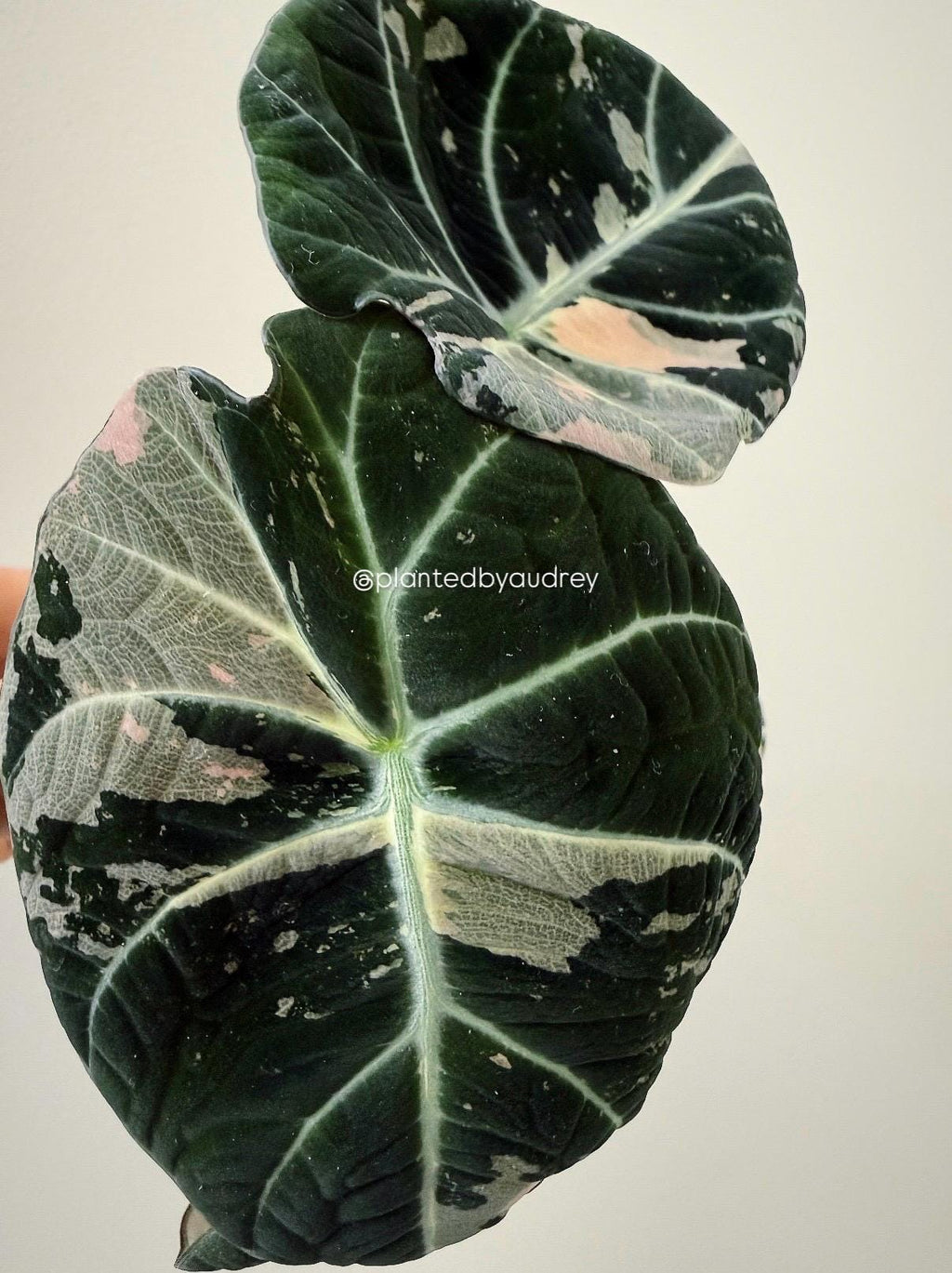 Alocasia Black Velvet Pink | #BV1