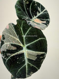 Alocasia Black Velvet Pink | #BV1