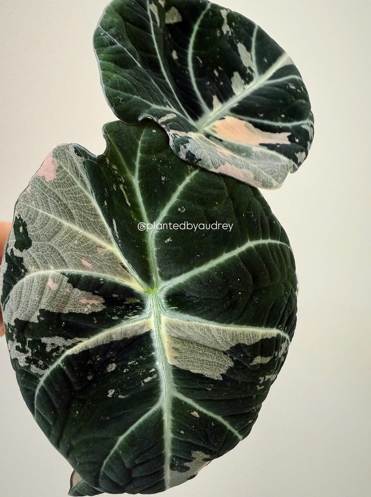 Alocasia Black Velvet Pink | #BV1