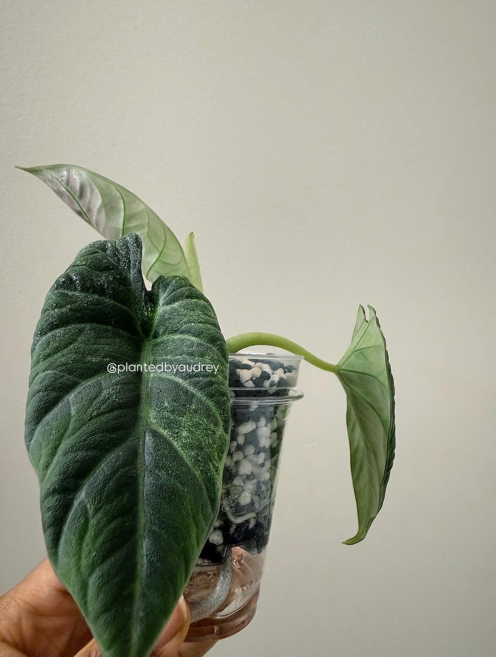 Alocasia Maharani Lava | #ML4