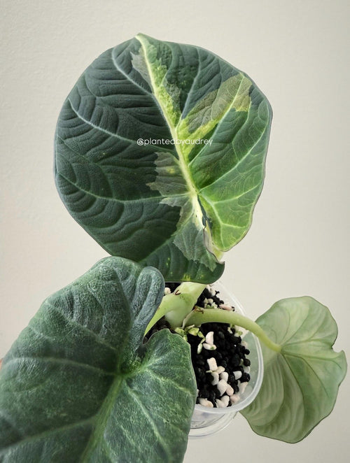 Alocasia Maharani Lava | #ML4