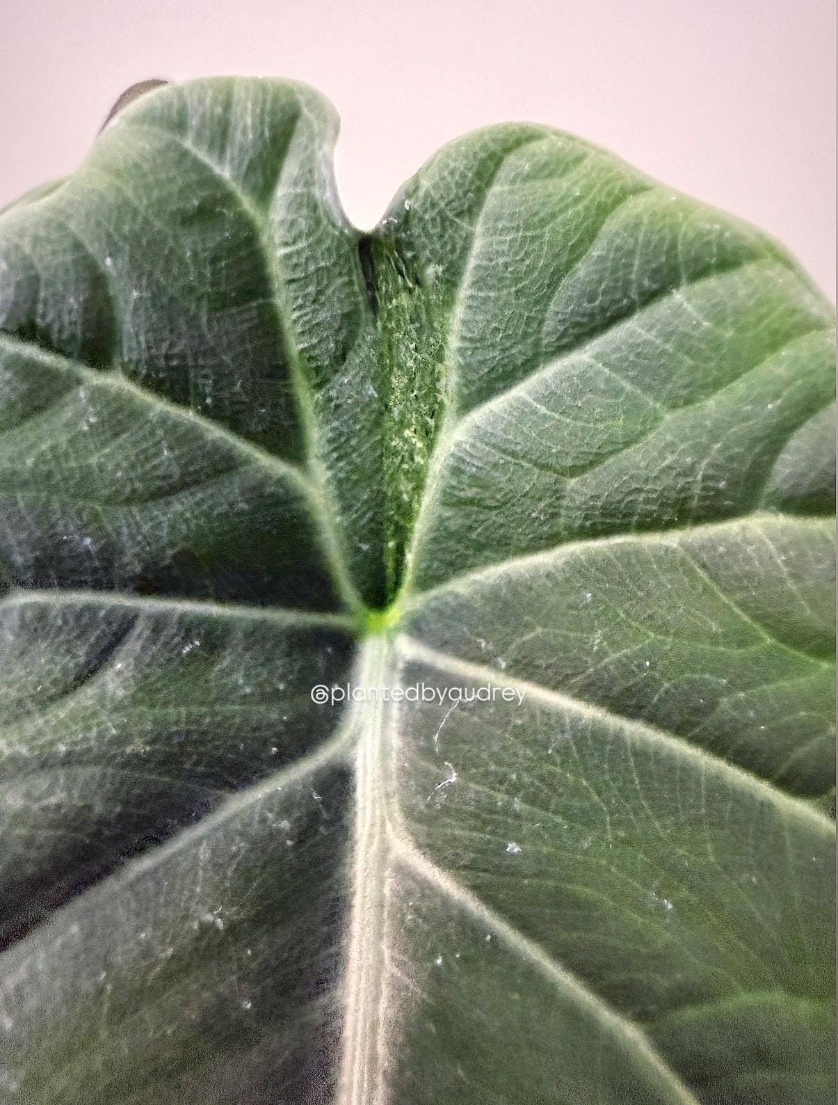Alocasia Maharani Lava | #ML4