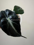 Alocasia Venom Plant | #V7