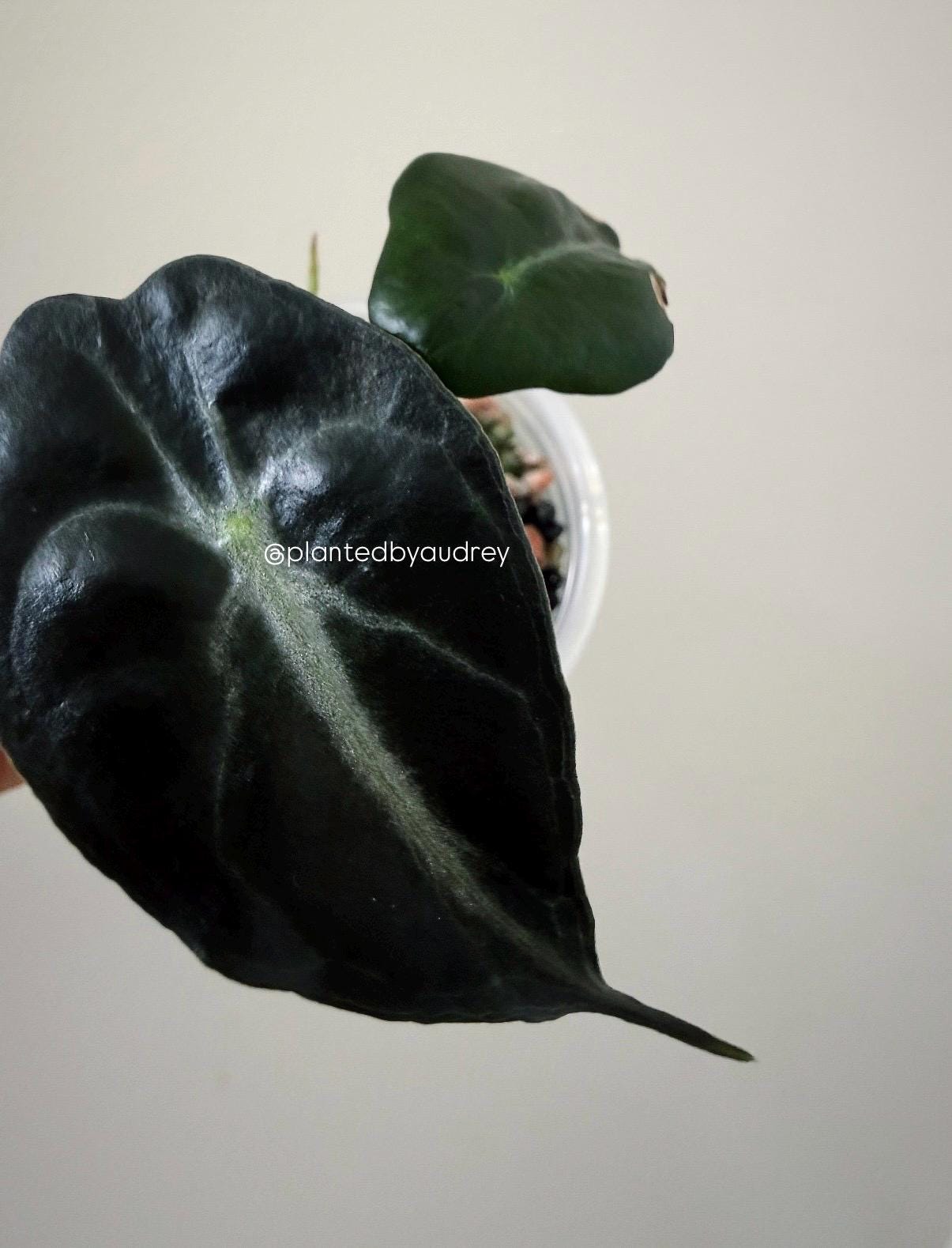 Alocasia Venom Plant | #V7